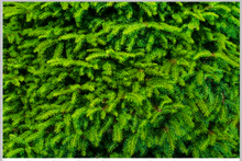 Load image into Gallery viewer, Printed Vinyl &amp; HTV Pine Tree Patterns 12 x 8 inch sheet
