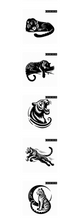 Load image into Gallery viewer, Tiger SVG Bundle