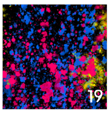 Load image into Gallery viewer, Printed Adhesive Vinyl NEON PAINT SPLATTER on Black Background