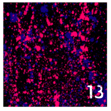 Load image into Gallery viewer, Printed Adhesive Vinyl NEON PAINT SPLATTER on Black Background