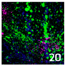 Load image into Gallery viewer, Printed Adhesive Vinyl NEON PAINT SPLATTER on Black Background