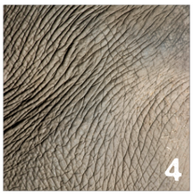 Load image into Gallery viewer, Printed Adhesive Vinyl REALISTIC ANIMAL PRINTS Patterned Vinyl 12 x 12 inch sheet